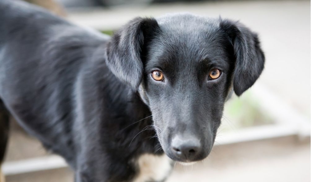 Imagem de cachorro preto