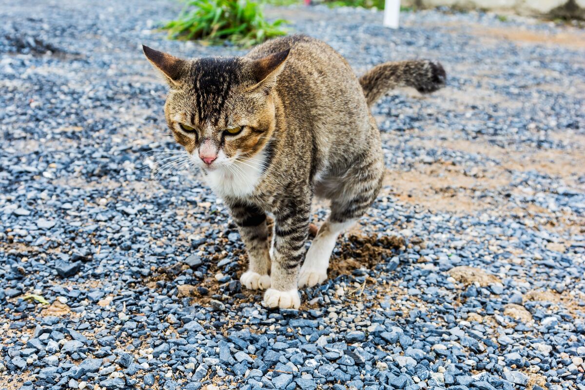 Gato fazendo cocô.