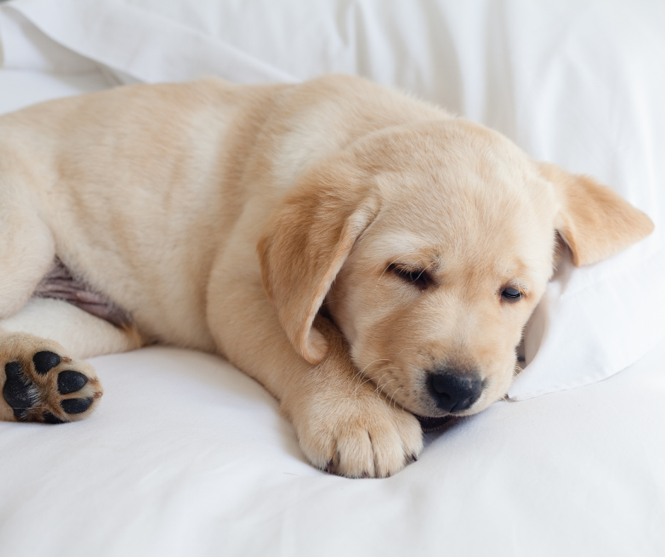 cachorro amarelo deitado