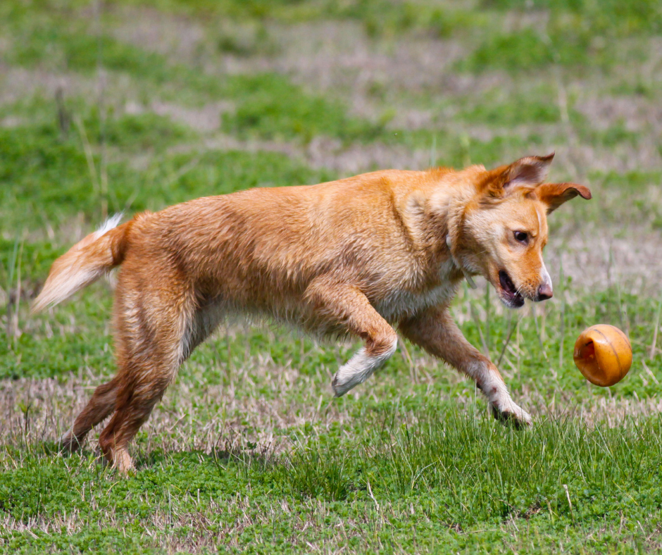 cachorro amarelo correndo atrás de uma bolinha