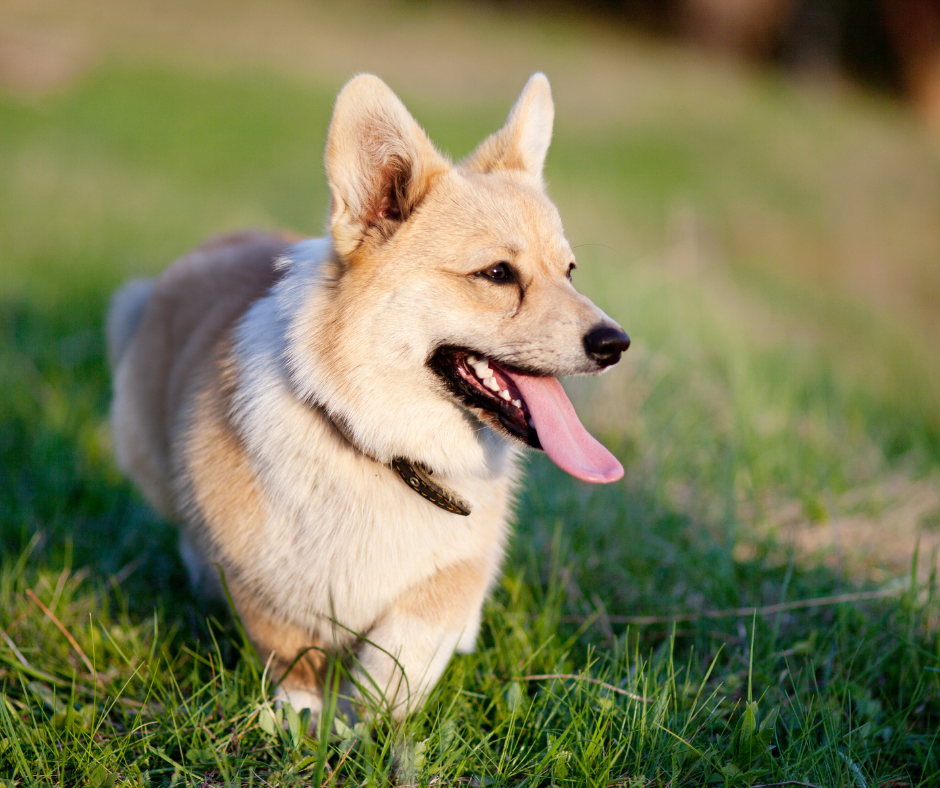 cachorro amarelo correndo e mostrando a língua