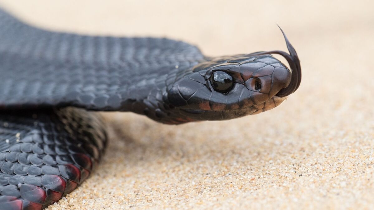 Cobra preta.