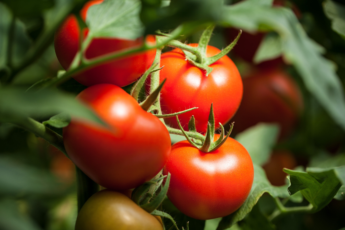 Tomates maduros no pé