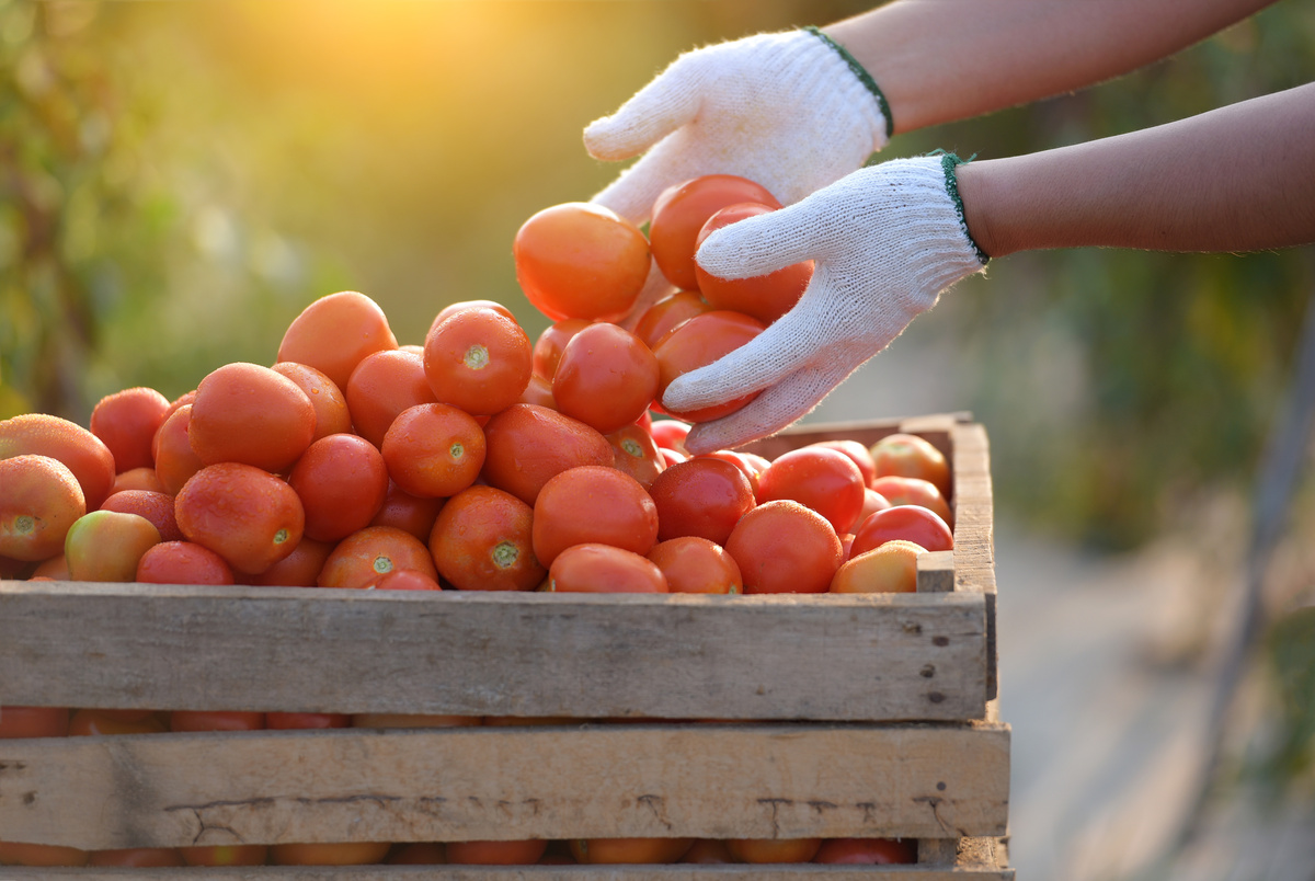 Pessoa colhendo muitos tomates