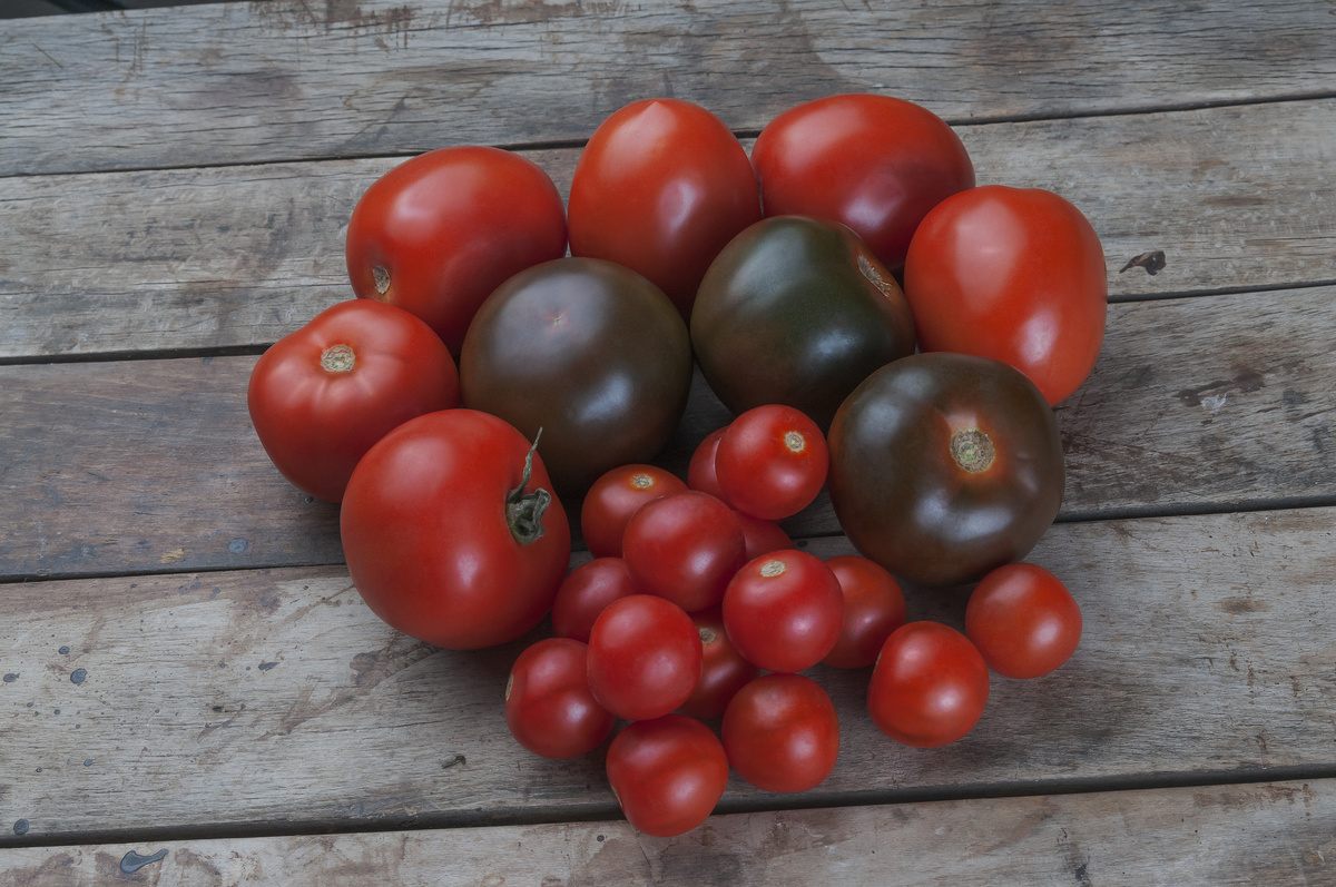 Tomates de diferentes tipos