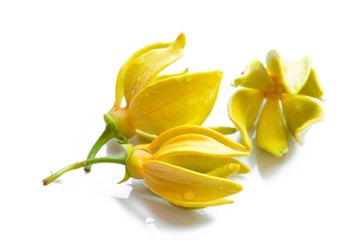 ylang ylang