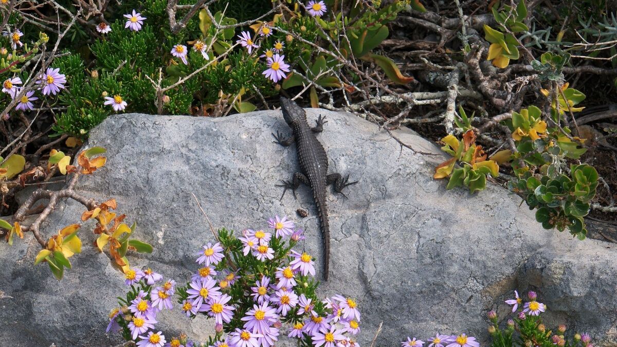 Lagartixa preta na pedra.