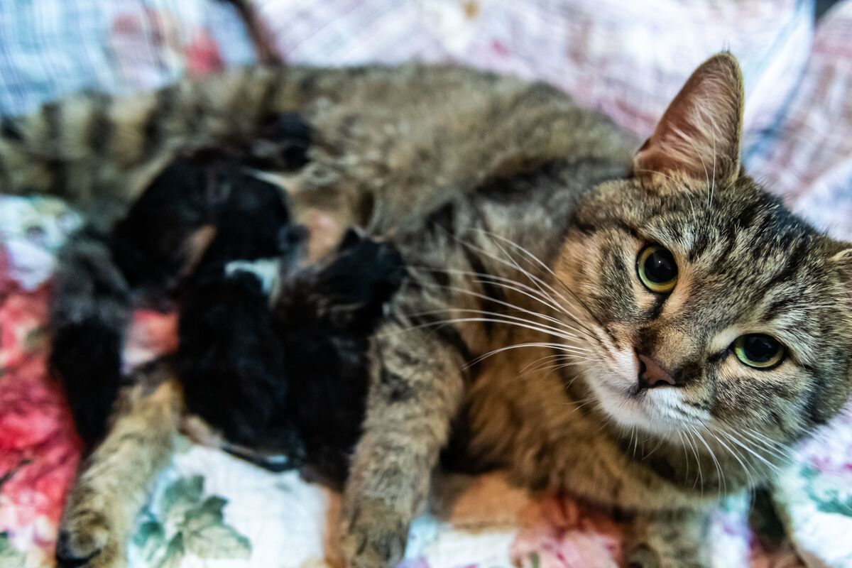 Nascimento de gatos.