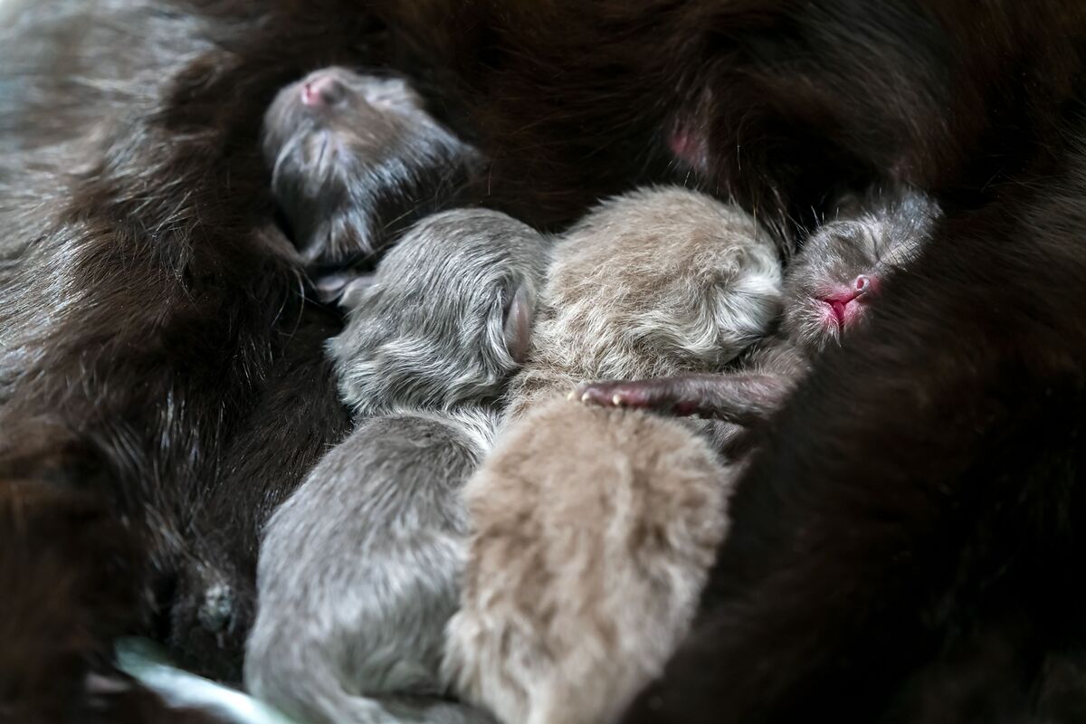 Gatos recém-nascimento com a mãe.