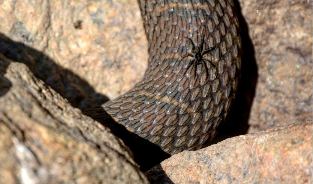 Aranha em cima de cobra