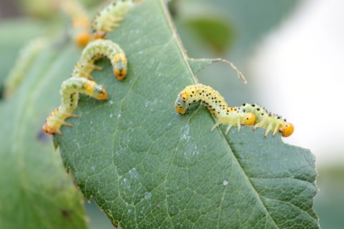 várias taturanas pequenas em uma folha verde