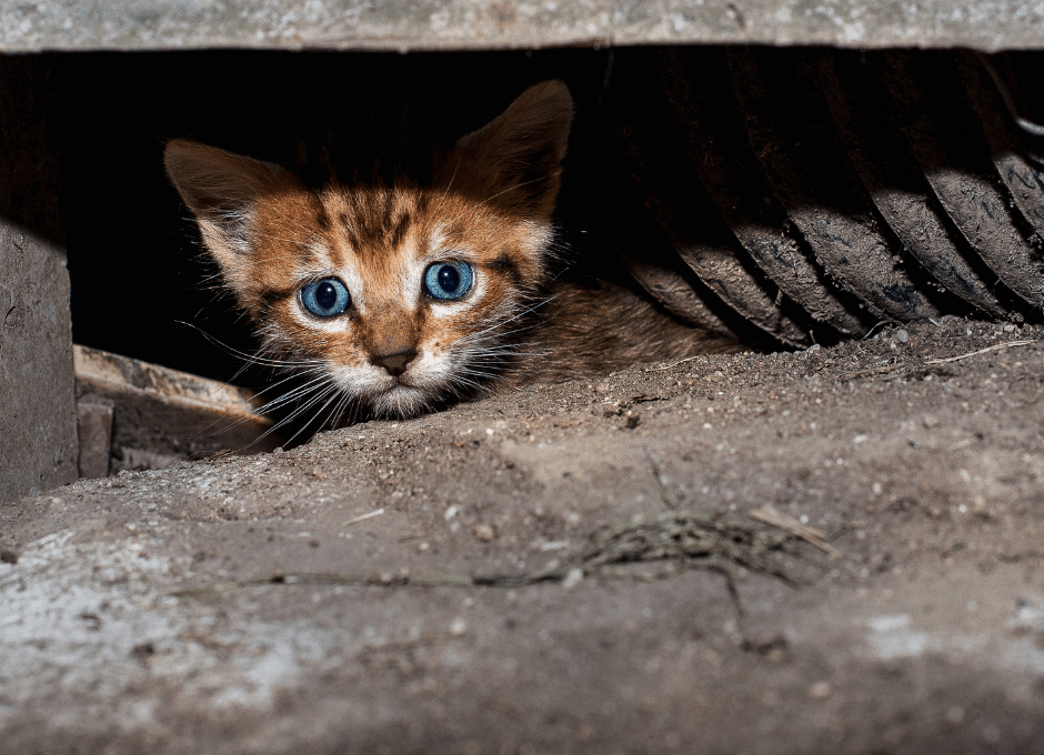 Gato assustado em um sonho