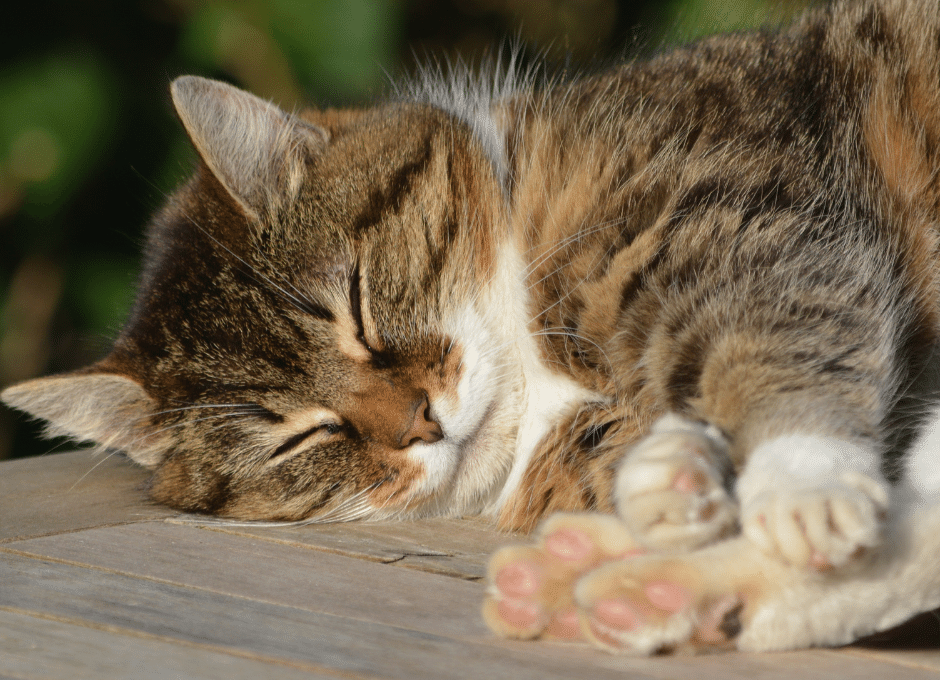 Gato rajado dormindo