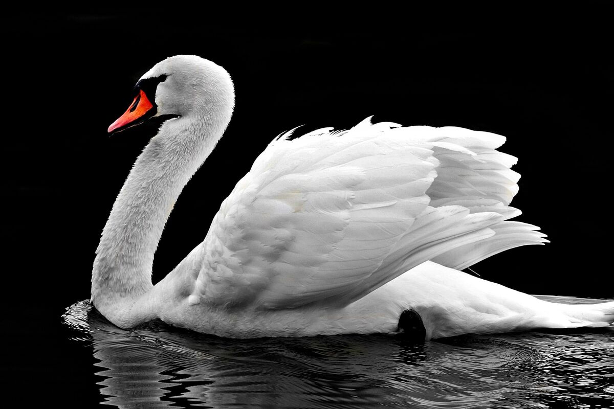 Cisne.