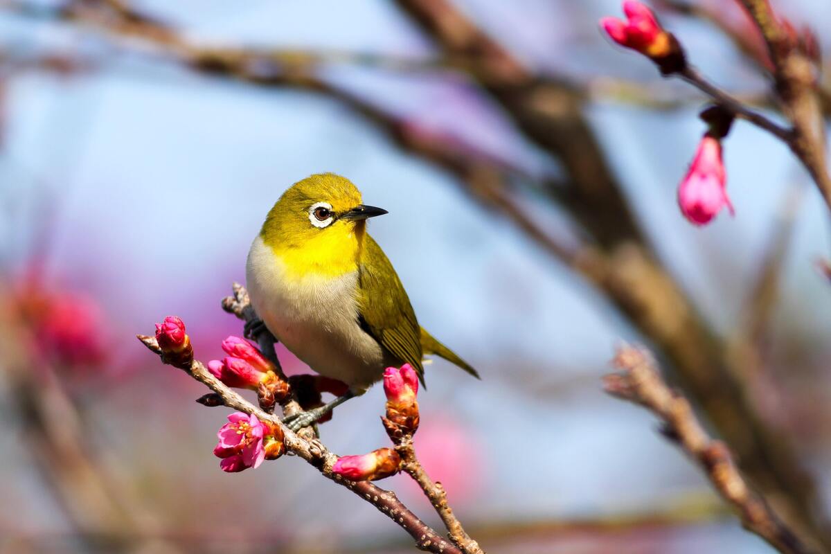 Passarinho amarelo pousado em galho