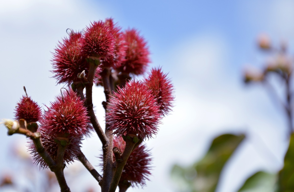 Urucum.