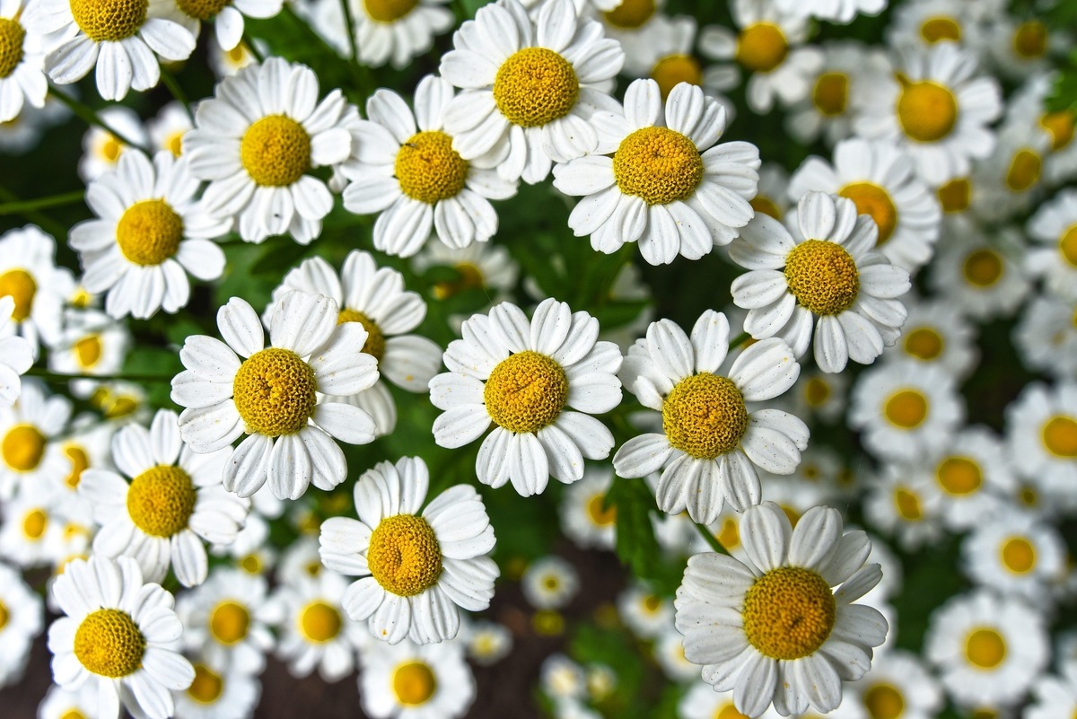 Flor de Camomila.