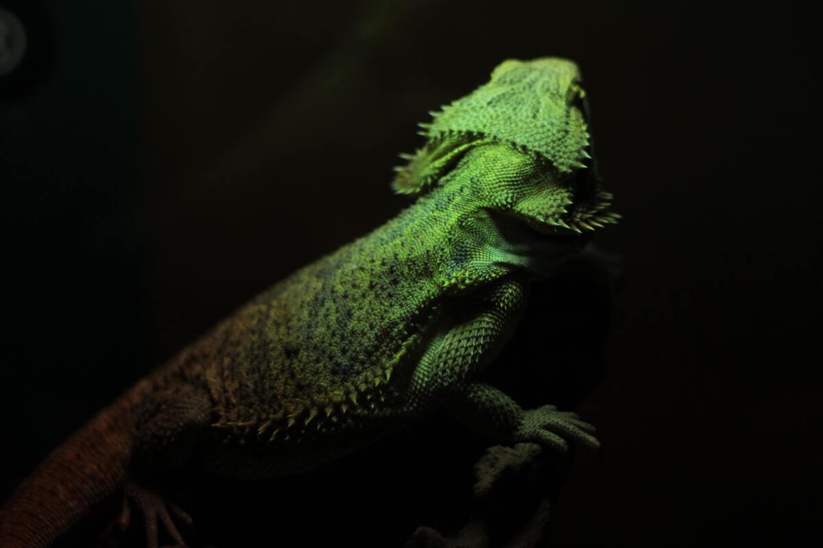 Lagarto verde.