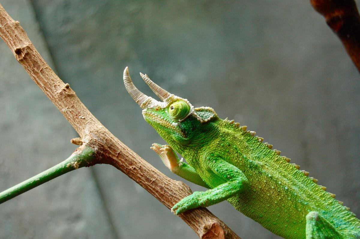 Lagarto verde em um galho.