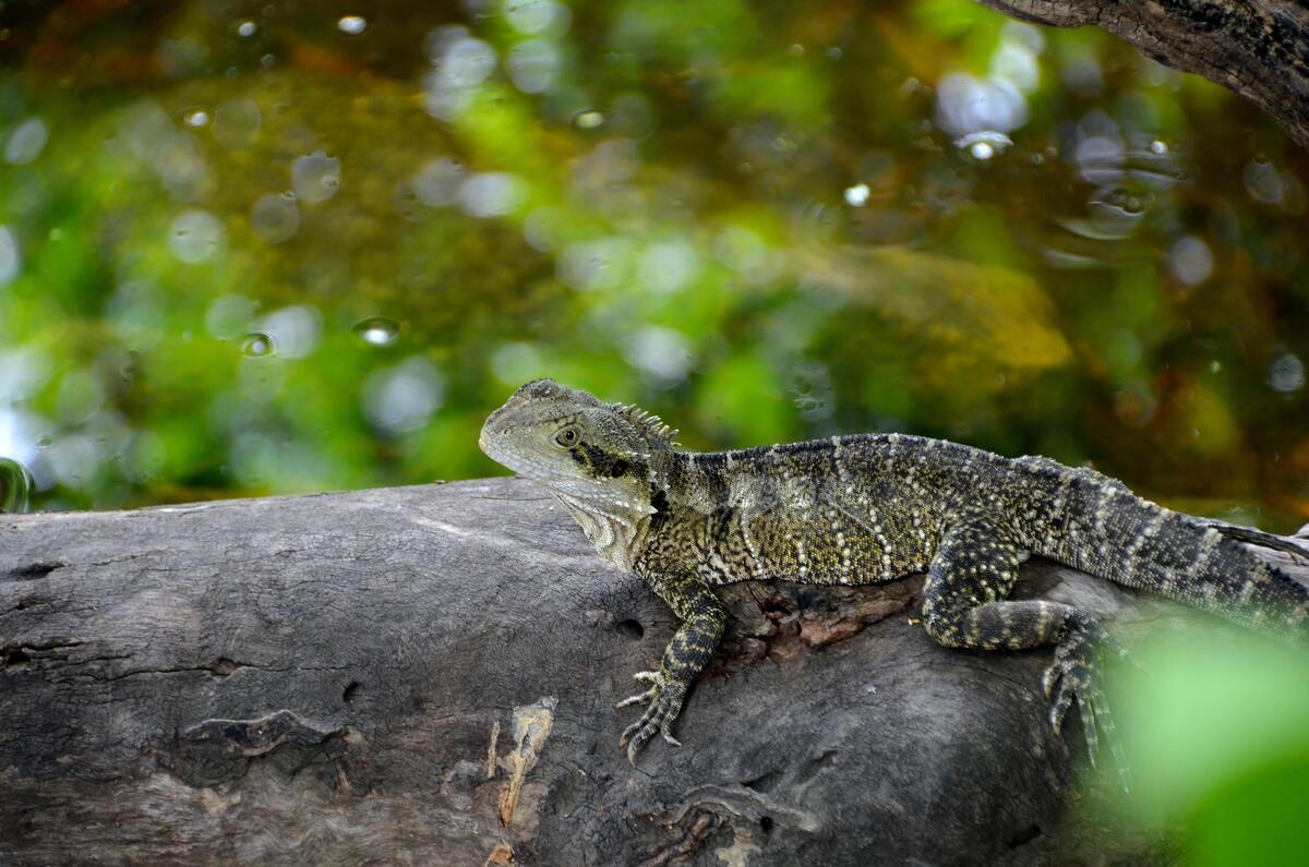 Lagarto verde em um tronco.