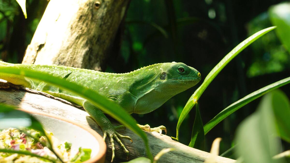 Lagarto verde em um galho.