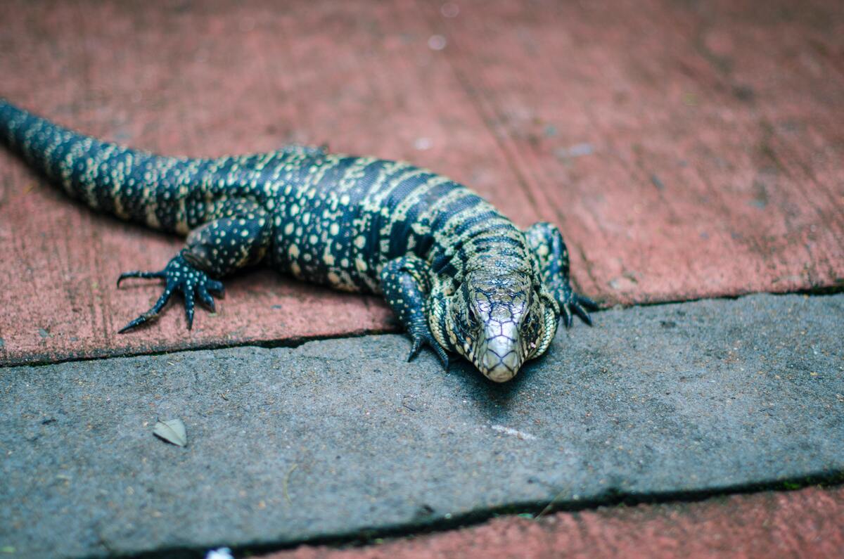 Lagarto verde no chão.