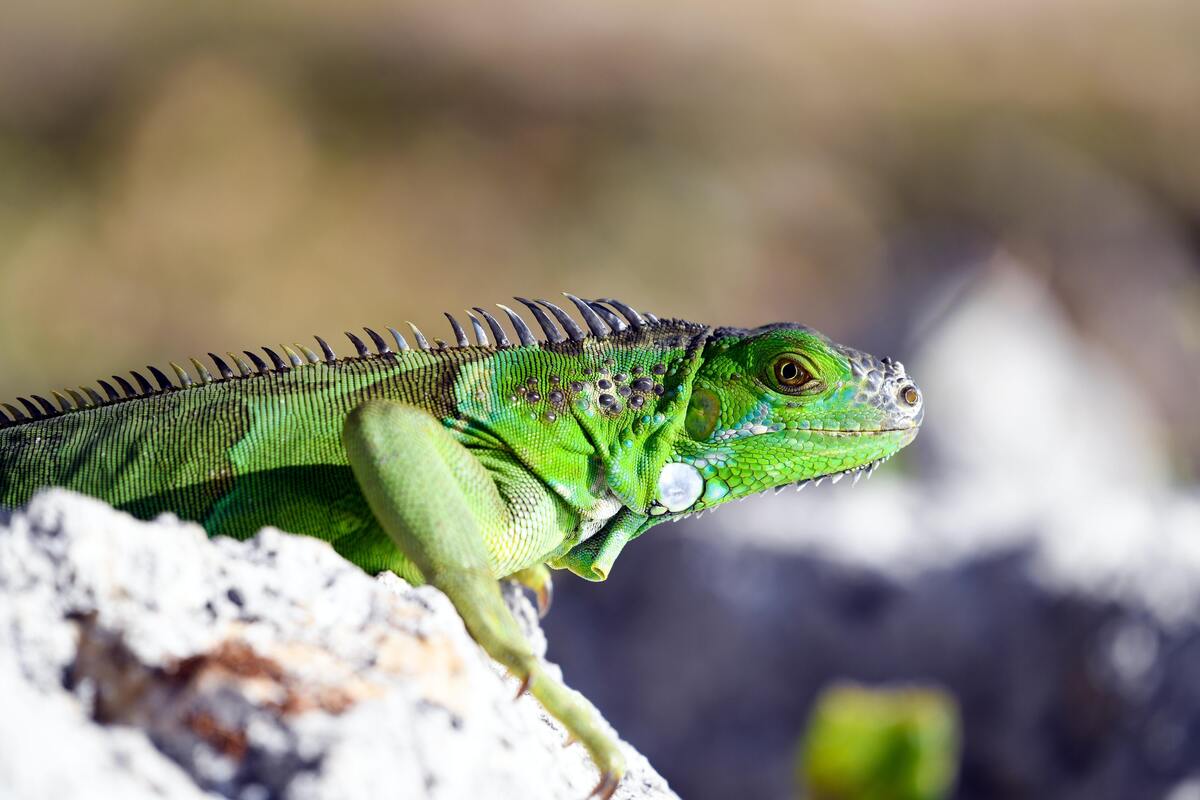 Lagarto verde em uma pedra.