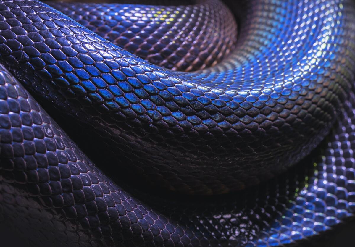 Pele de cobra.