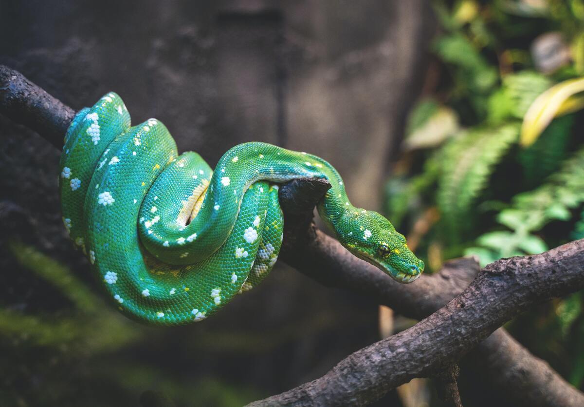 Cobra enrolada em um galho de árvore. 