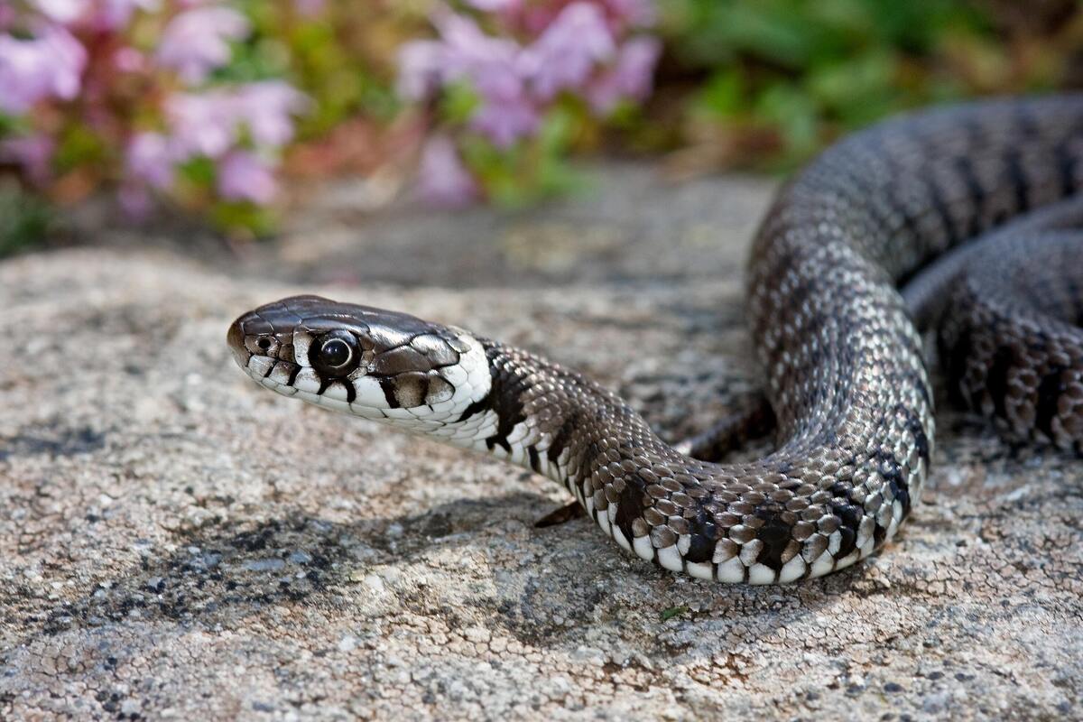 Cabeça de cobra.