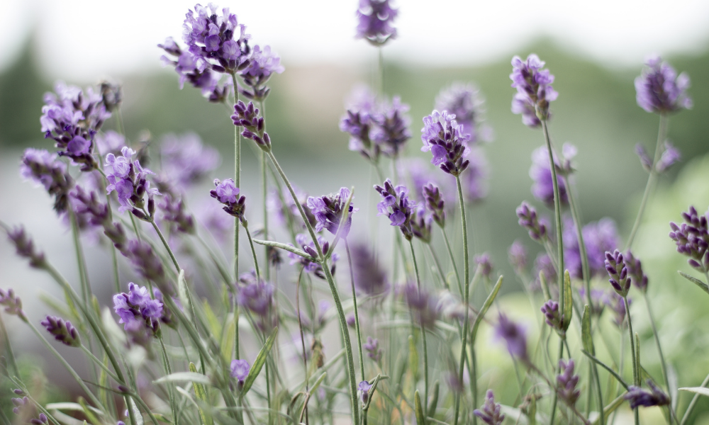 banho energético lavanda