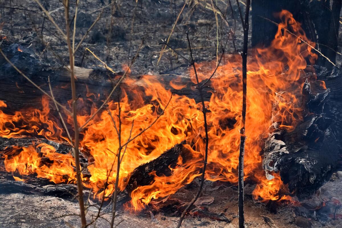 Árvores pegando fogo.