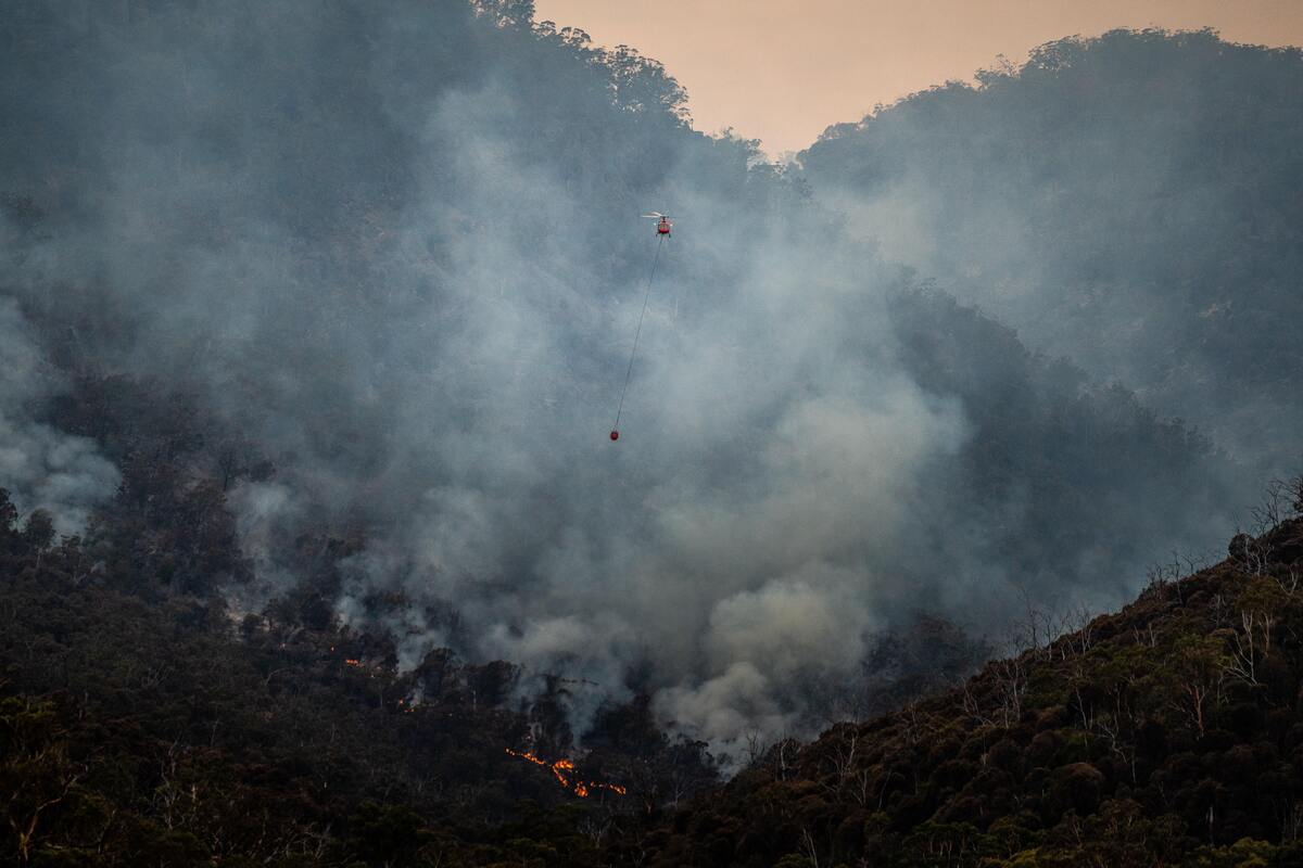 Floresta pegando fogo.