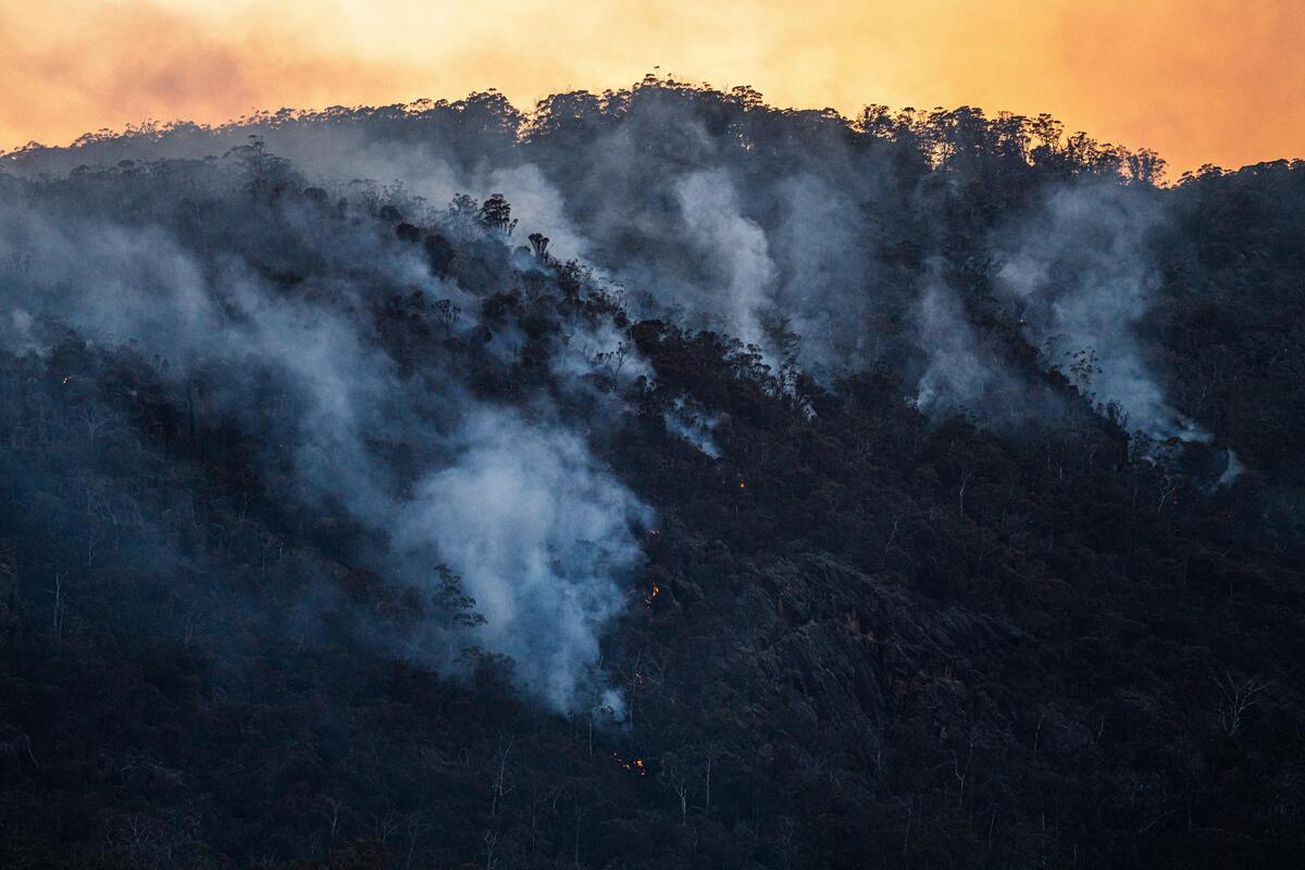 Floresta pegando fogo.