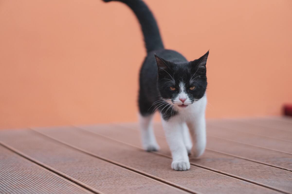 Gato andando em direção a câmera. 