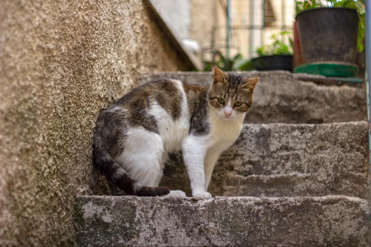 Gato encarando a câmera. 