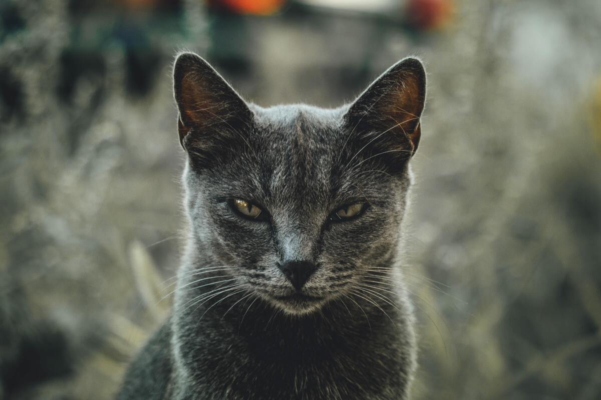 Gato encarando a câmera. 