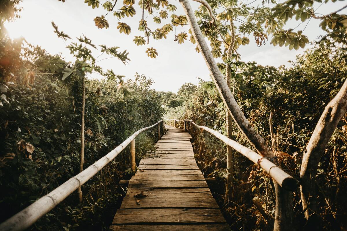 Ponte de madeira na floresta.