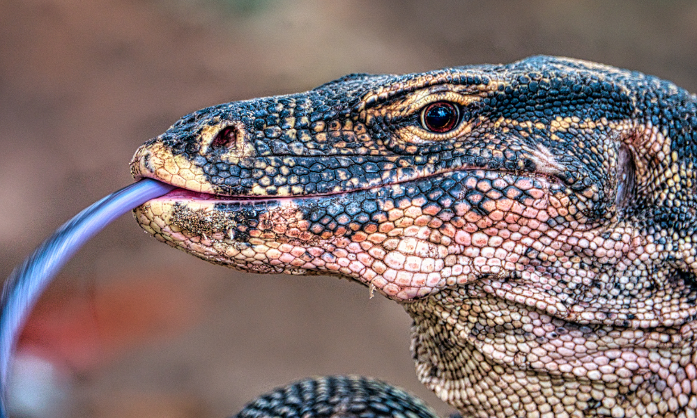 dragão de komodo