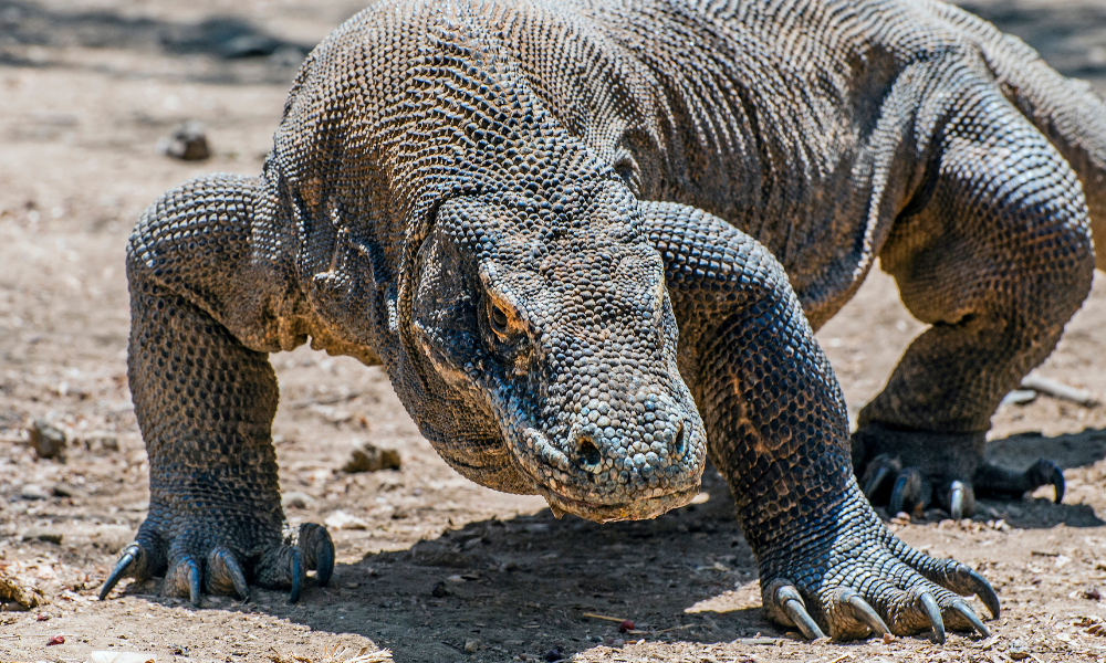 dragão de komodo