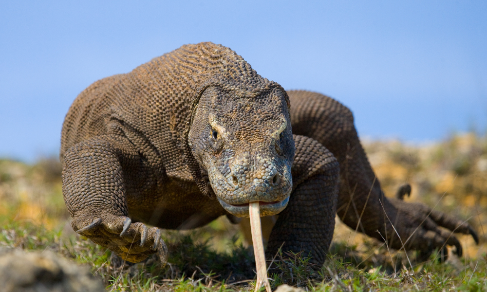 dragão de komodo