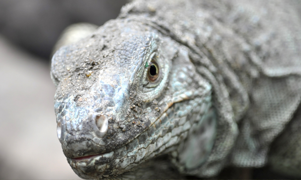 dragão de komodo