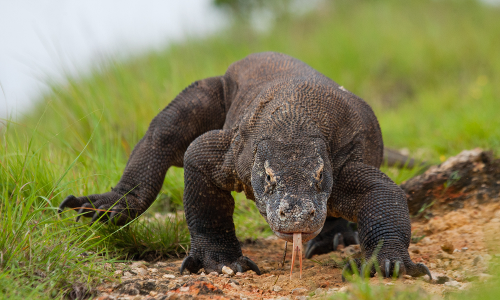 dragão de komodo