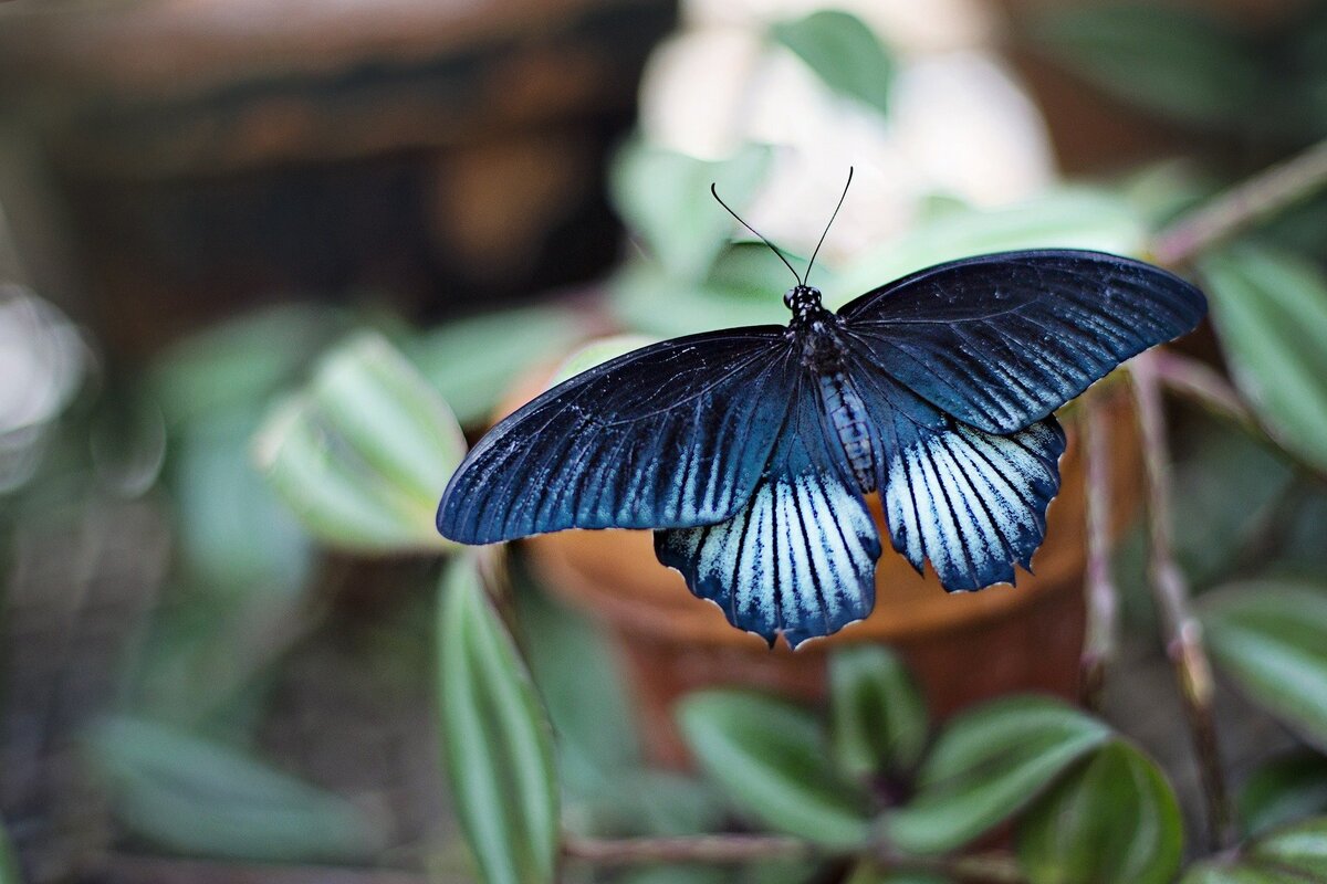 Borboleta azul repousando em vaso de plantas.