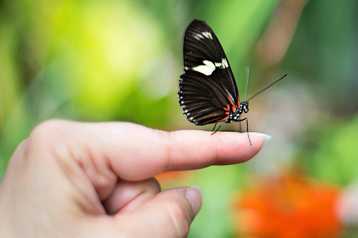 Borboleta preta pousando em dedo de pessoa.