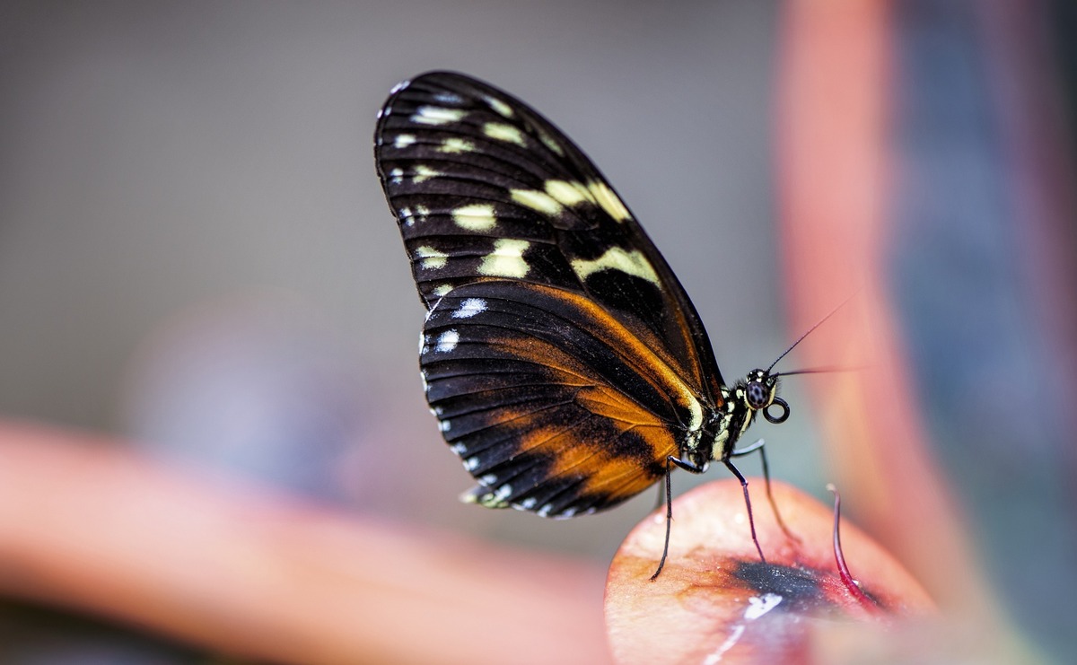 Borboleta preta e vermelha repousando em superfície. 