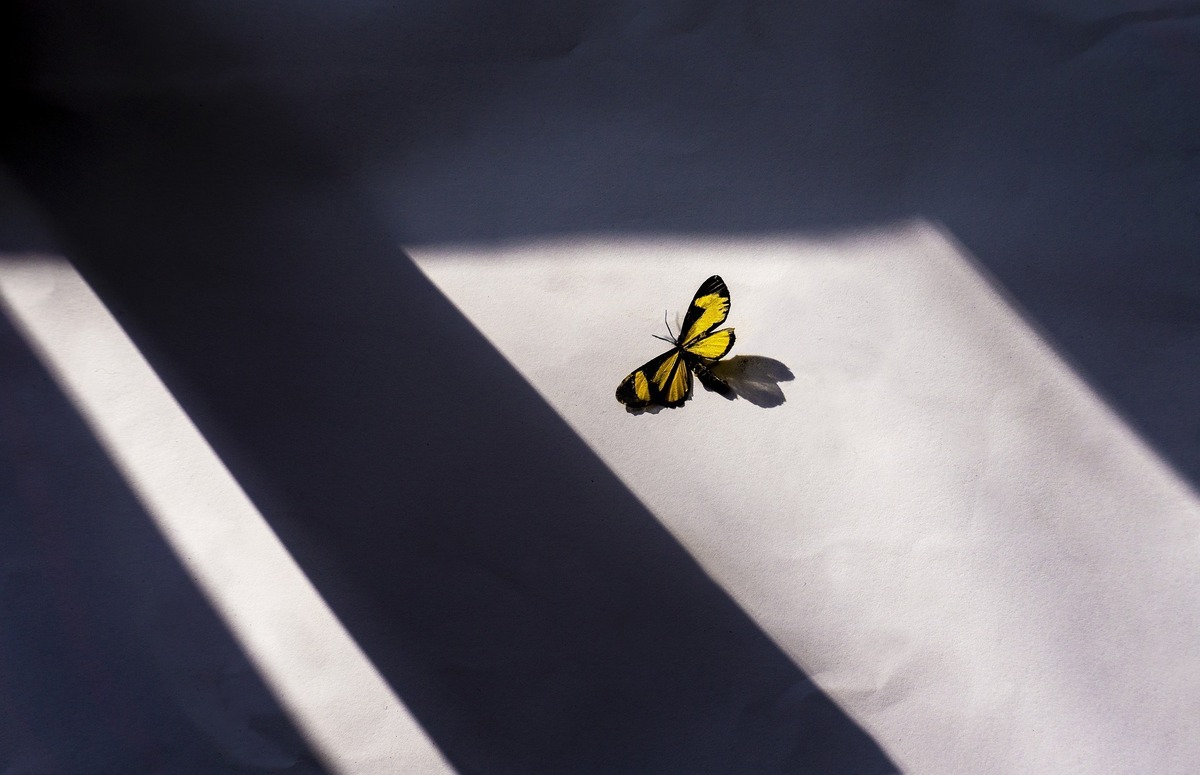 Borboleta amarela repousando em parede, enquanto é iluminada pela luz vinda da janela. 