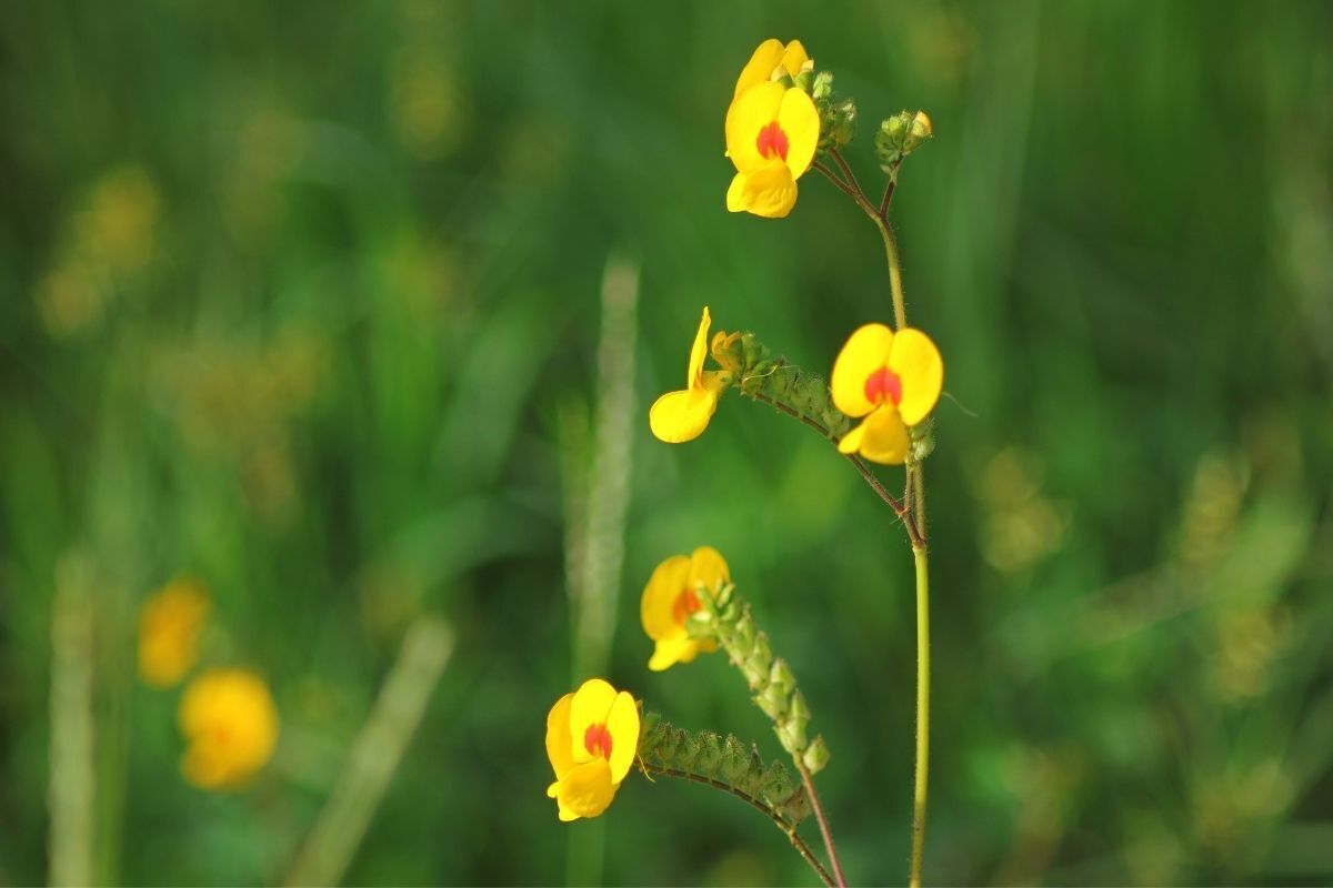 Flor Orquídea Amarela 