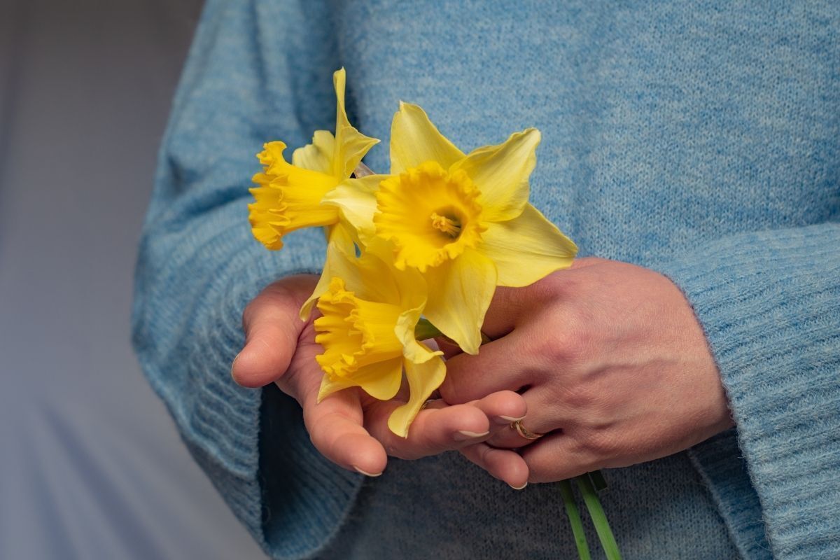 Flor Narcisos Amarelos