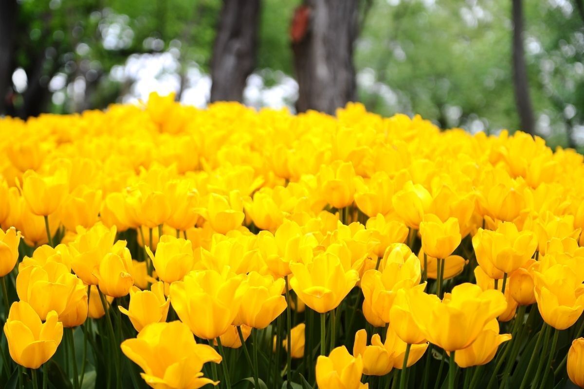 Flor Tulipa Amarela 